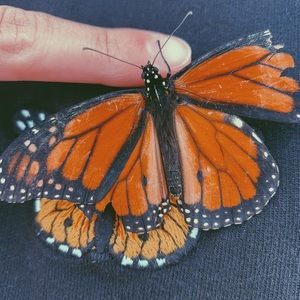 Meet your Posher, Sarah